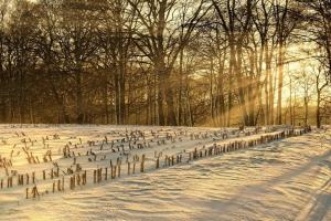 Piața de porumb: cererea ține piețele active