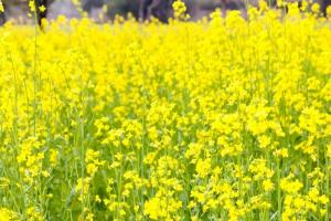 Analiza săptămânală a pieței de semințe oleaginoase – 18 decembrie