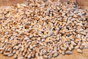 Piața globală de grâu ține prețul rusesc sub control