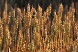 Tranzacții limitate pe grâu, pe fondul intrării în pauza de sărbători