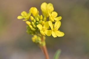 Cotațiile pe rapiță MATIF la minimul ultimelor 15 luni