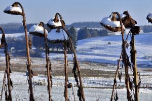 Ucraina: tranzacții moderate și prețuri în recul la floarea-soarelui