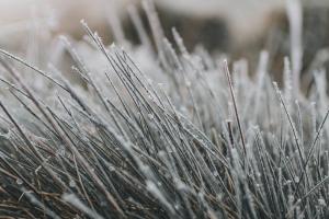 Cotațiile pentru grâu Matif -  între prudență și stabilizare