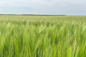 Suprafață mare cultivată cu orz în România pentru recolta din 2026
