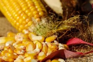 Scăderi de preț pe piața exportului de cerealele din Ucraina