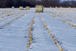 Exporturile slabe temperează optimismul pe piața grâului european