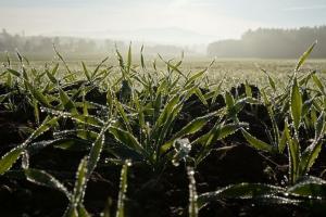 Vremea și datele USDA țin piața grâului în tensiune la început de an