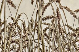 FAO a anunțat că prețul cerealelor s-a apreciat în luna decembrie