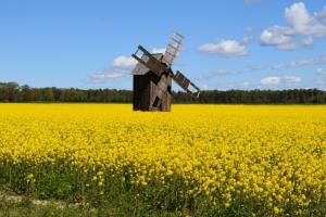 Rezumat săptămânal al piețelor din sectorul oleaginos 