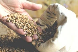 Importatorii sud-coreeni au cumpărat activ porumb și șrot de soia