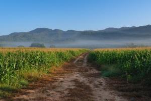 Analiza săptămânală a pieței de porumb - 13 ianuarie