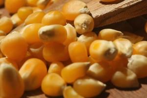 Coreea de Sud continuă seria importurilor de porumb