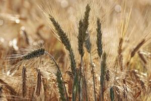 Rusia crește exporturile de grâu pentru a evita supraoferta internă