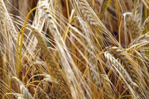 Exporturile de grâu francez în afara UE sunt revizuite descendent