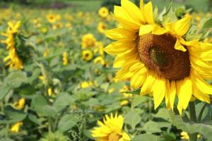 Analiza săptămânală a pieței în complexul oleaginoas