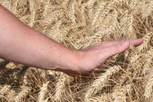 Exporturile lente ale UE și supraoferta globală presează prețul grâului