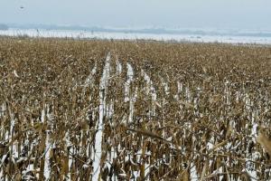 România și Ucraina încă nu au finalizat recoltarea porumbului