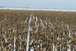 Atenție la porumb: depășește grâul pe Euronext