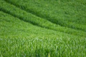 Povestea grâului devenit contract, vândut „înainte să crească”