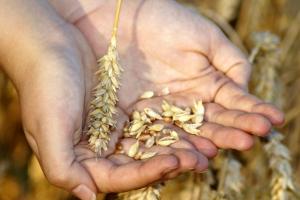 Arabia Saudită a cumpărat 907.000 tone de grâu în licitație