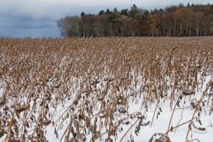 Prețurile pentru floarea soarelui urcă în Ucraina