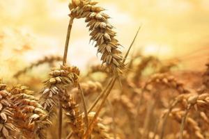 Grâul argentinian a scos din cursă Marea Neagră la licitația Algeriei