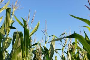 Analiza săptămânală a pieței de porumb - 20 ianuarie