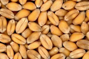 Cotațiile pentru grâu Euronext sunt sub presiune