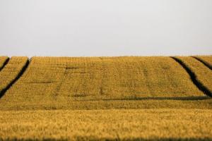 De la Davos la Euronext, grâul între stabilizare și riscuri structurale