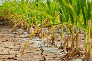 Raport ONU: Viitorul agriculturii depinde de gestionarea apei