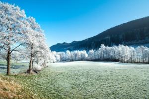 Gerul extrem susține cotațiile grâului din Rusia