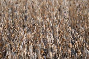 Analiza săptămânală a pieței de semințe oleaginoase