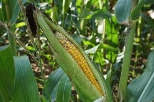 Seceta poate limita potențialul de recoltă la porumb și soia în Argentina