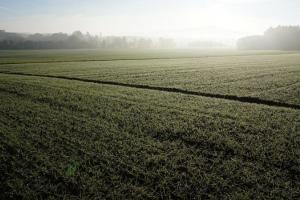 Vremea și suprafețele cultivate vor decide piața grâului în 2026