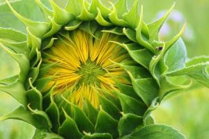 Rusia rămâne lider pe piața indiană de ulei de floarea-soarelui