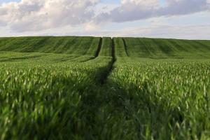 Grâul MATIF se apreciază, dar UE pierde teren la exporturi