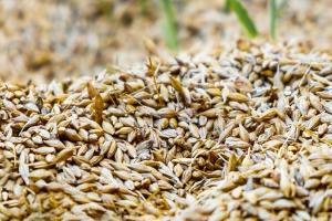 Prețul la orz în stabilizare, după ce importatorii și-au umplut stocurile 
