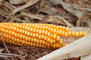 Politica energetică menține presiune pe piața porumbului american