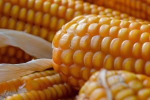 Analiza săptămânală a pieței de porumb