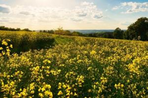 Pierderile din complexul de soia din Chicago afectează rapița MATIF