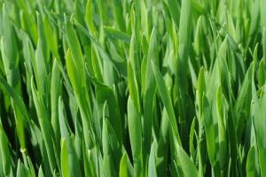 SovEcon majorează estimările exportului de grâu rusesc