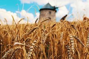 Exporturile de cereale ale Rusiei, pe un trend ascendent