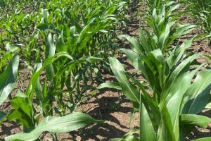 Secetă pe câmp, mișcare în piață - dinamica pieței din Argentina