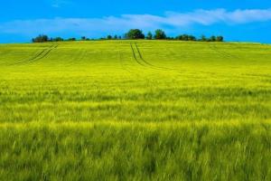 Prețul orzului se menține deasupra celorlalte cereale furajere