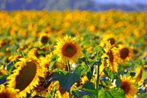 Piața de floarea soarelui din Ucraina intră în corecție