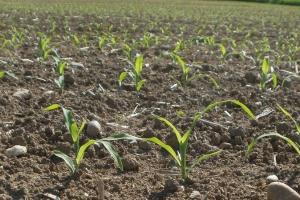 Piața porumbului rămâne concentrată pe vremea din America de Sud