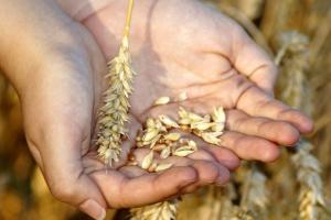 Cererea internațională destul de slabă frânează piața grâului
