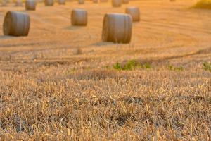 Recoltarea în Slovacia începe mai devreme din cauza condițiilor climatice