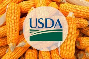 USDA a tăiat din optimism pentru producția de porumb din SUA. Potențialul de export este menținut