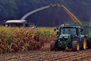 USDA se apropie tot mai mult de estimările AgriPortal pentru recolta de porumb și floarea-soarelui din România